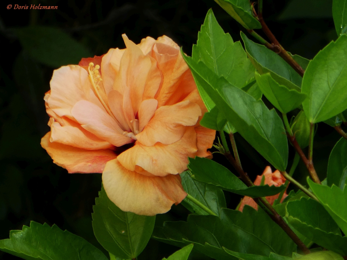Blüte