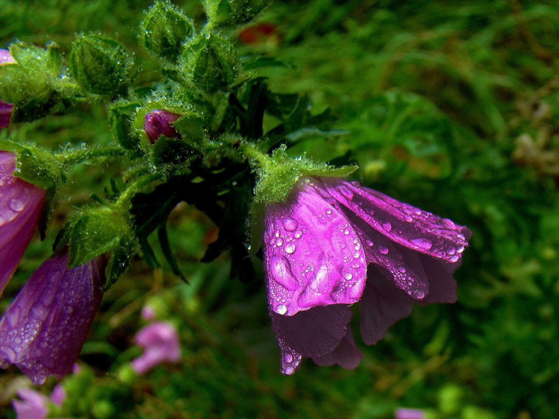 BLÜTEN