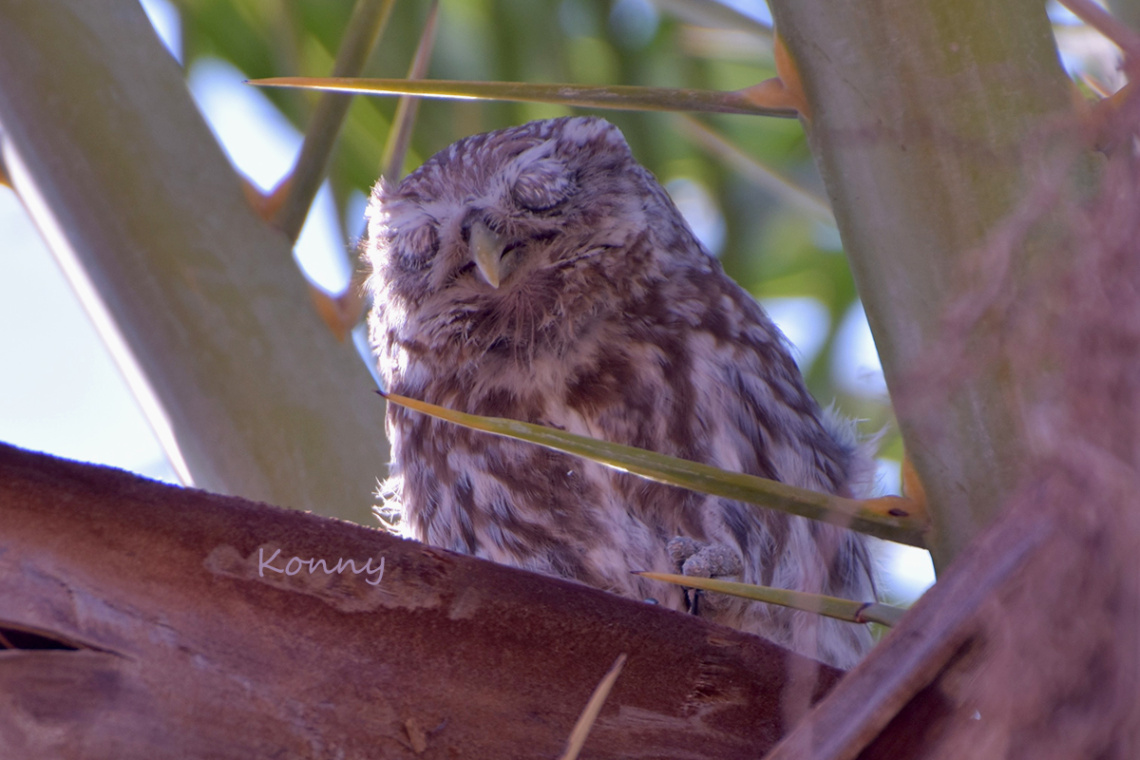 My friend the owl 