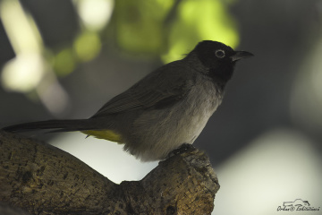 White-spectacled Bulbul