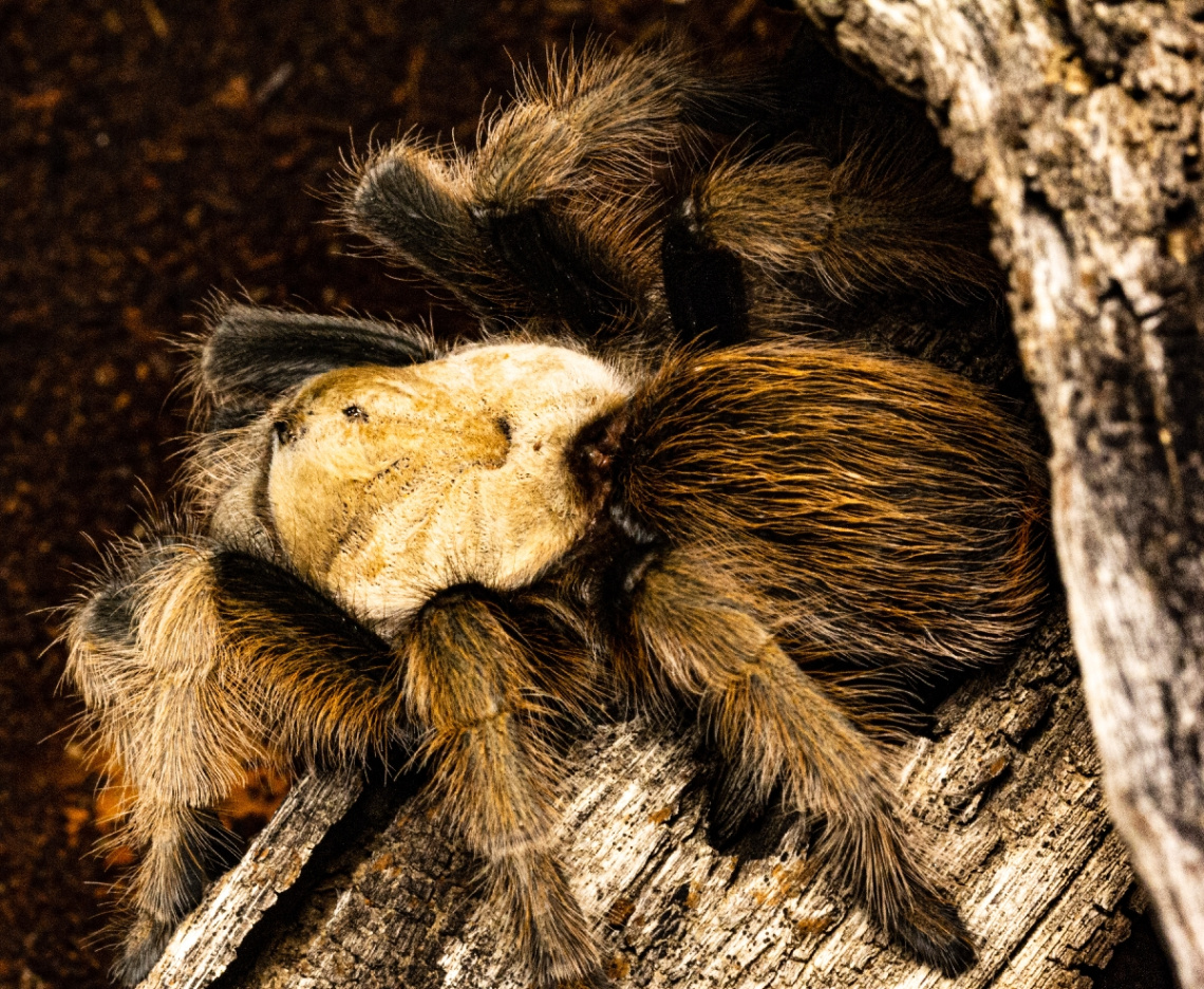 AN ARIZONA BLONDE TARANTULA