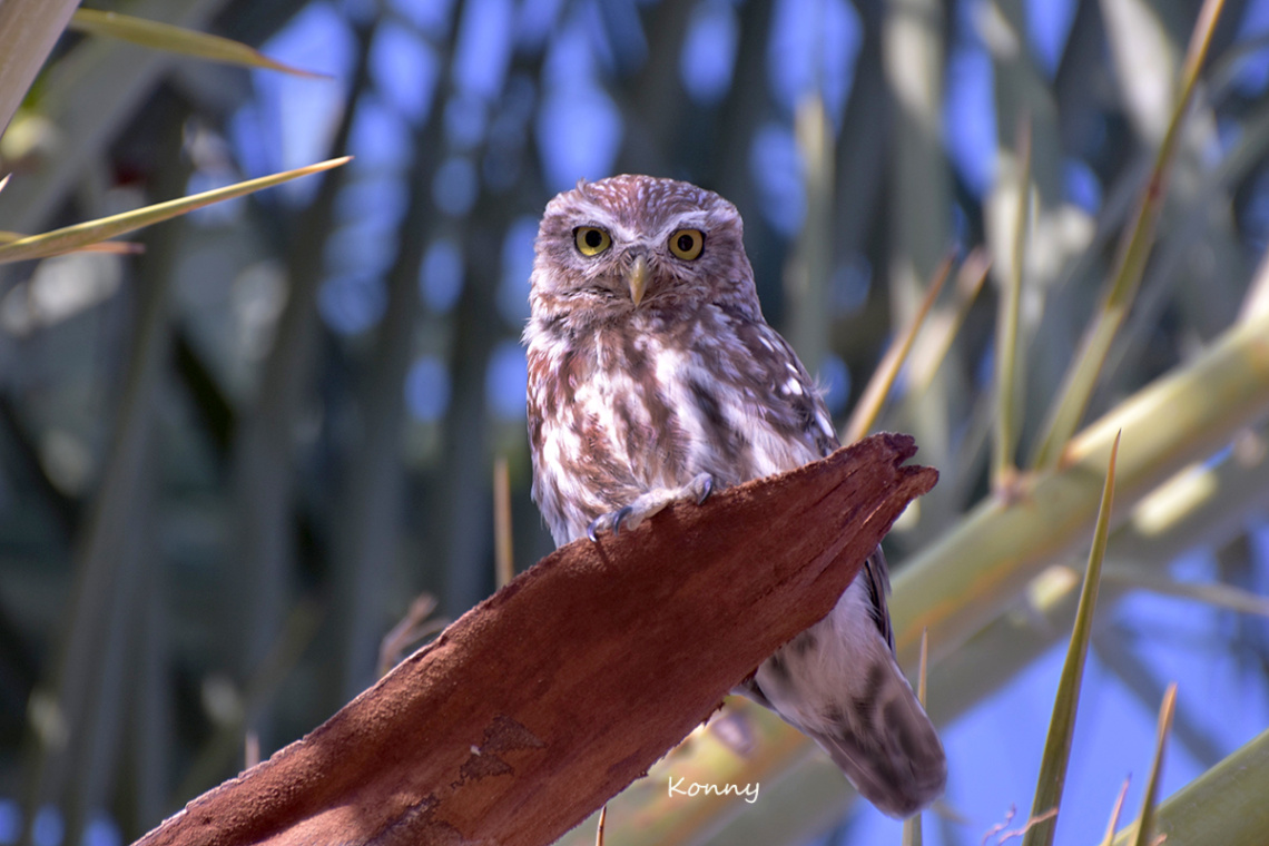 Owl... Käuzchen