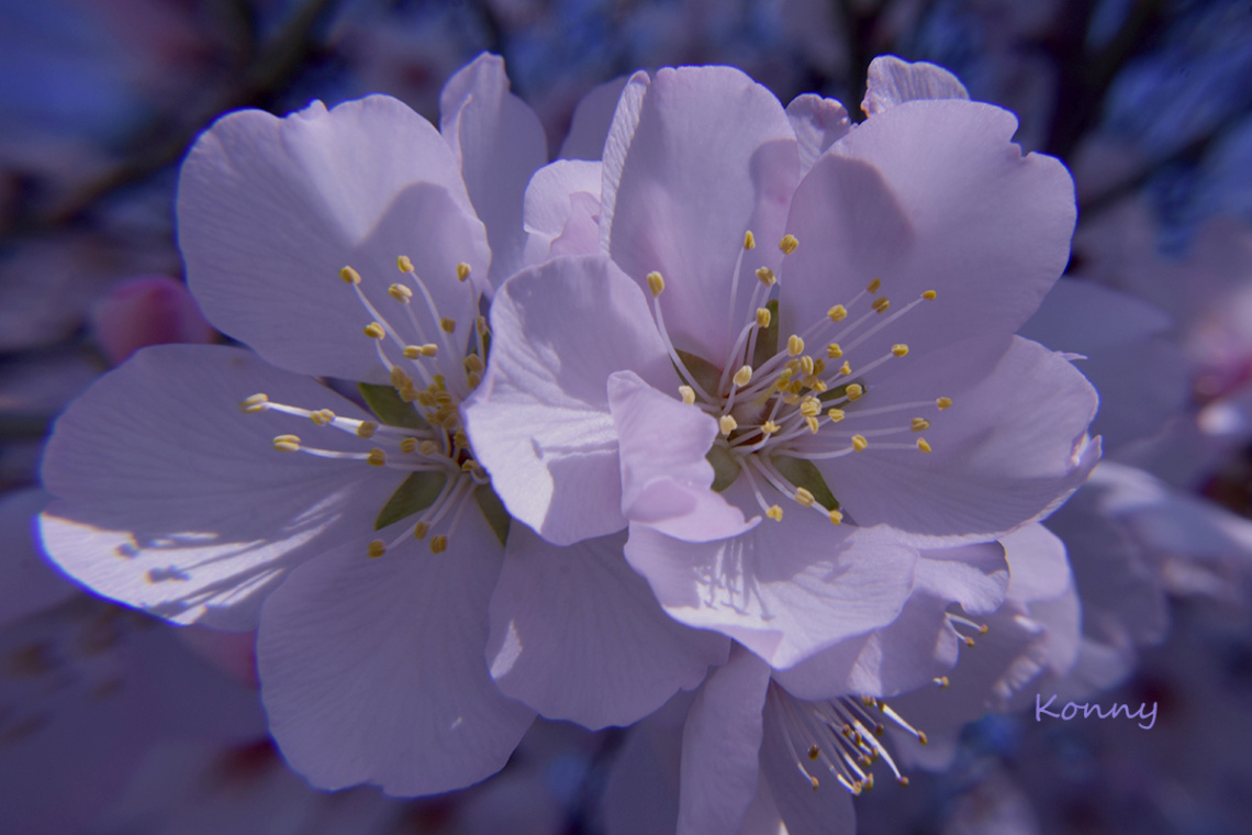 Badem çiçeği ... Mandelblüte 