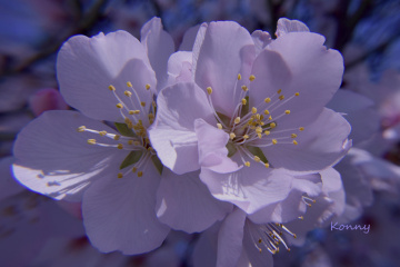 Badem çiçeği ... Mandelblüte 