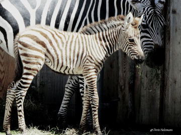 Nachwuchs bei den Zebras