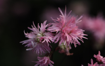 Two Pink