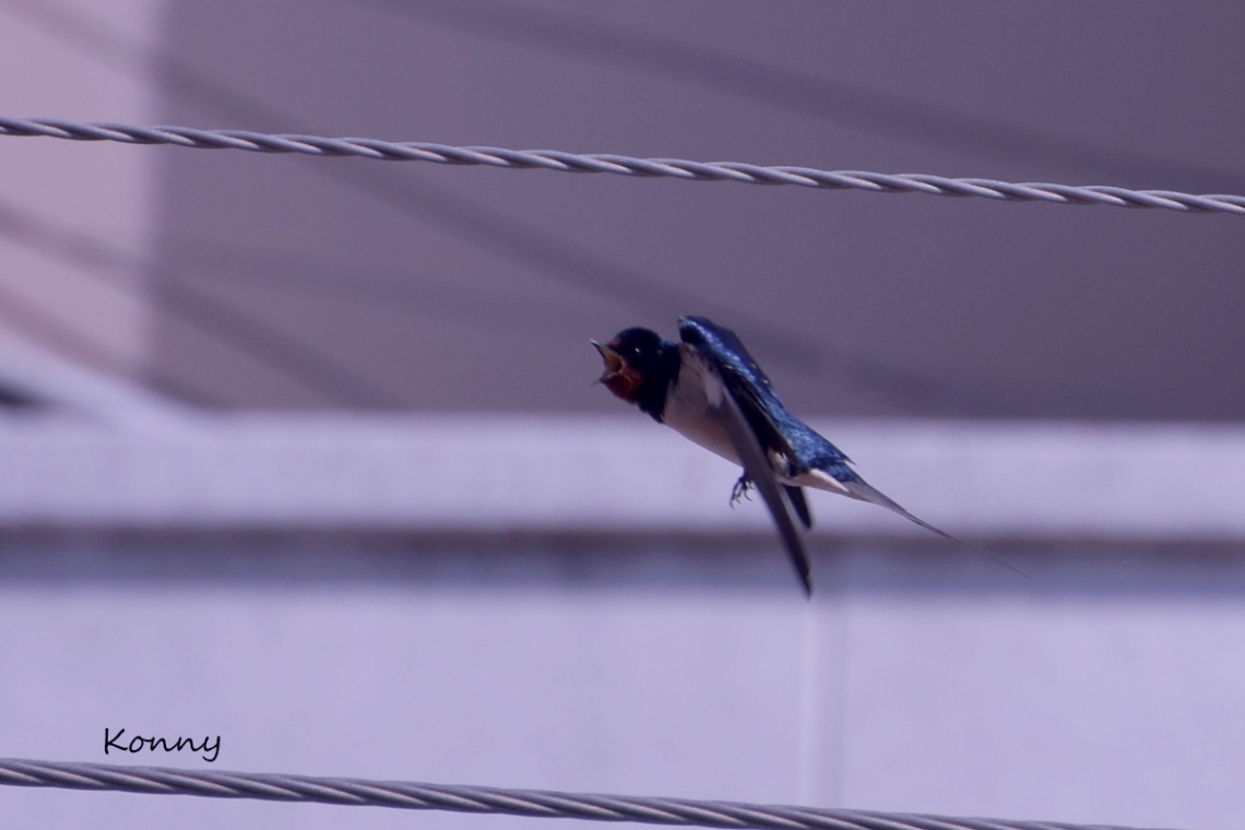 swallow ... 