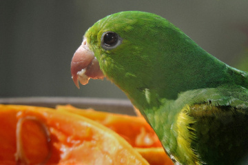 Periquito