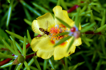 BLÜTE