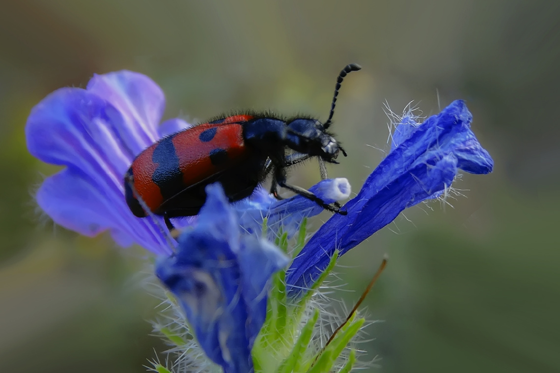 Kır Çiçeği ve Misafiri