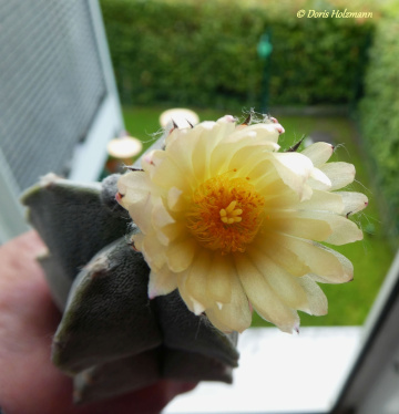 Kaktusblüte