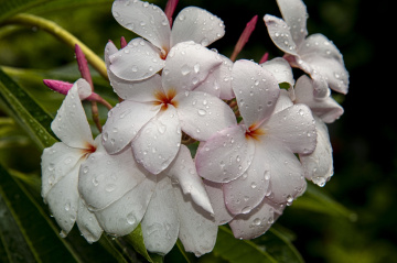 Kathgolap flower