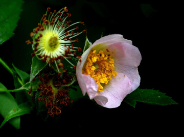 BLÜTEN
