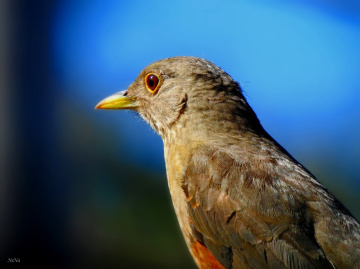 Rufous-bellied Thrush