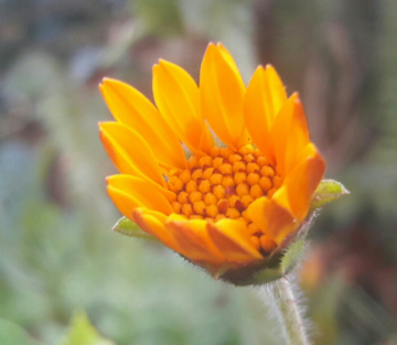 Flor amarela
