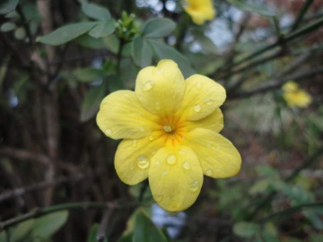 Pétalas 