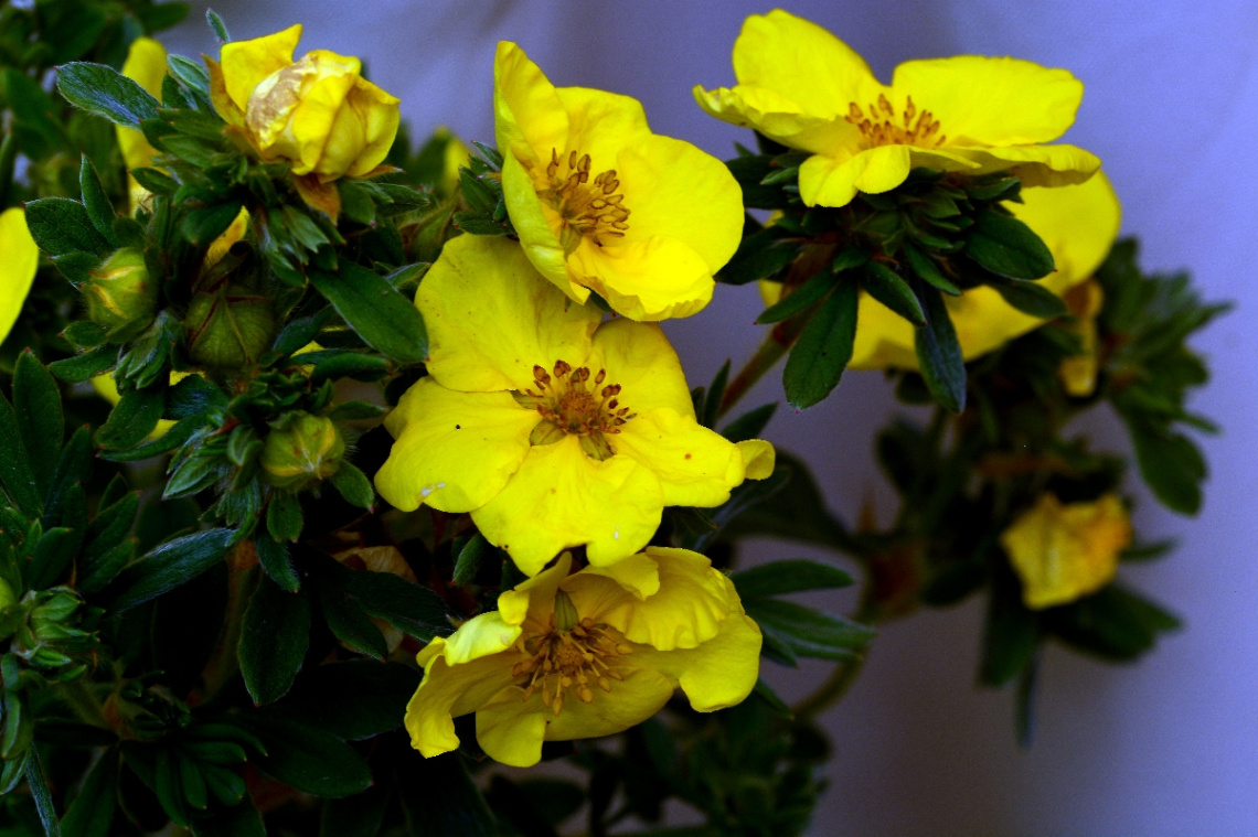 BLÜTEN