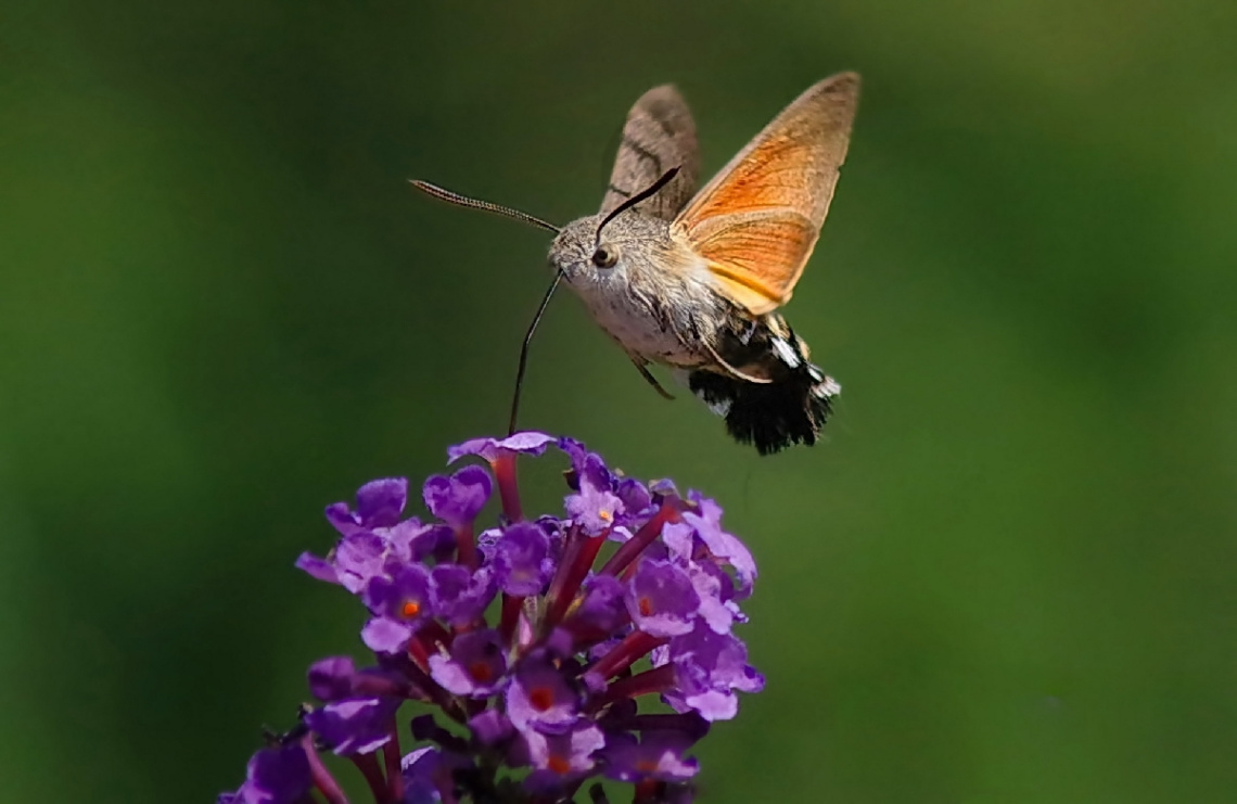 on purple