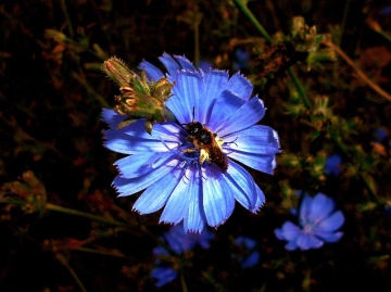 BLÜTE