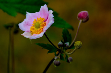 BLÜTE