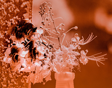 Arizona Bird Of Paradise In Infrared