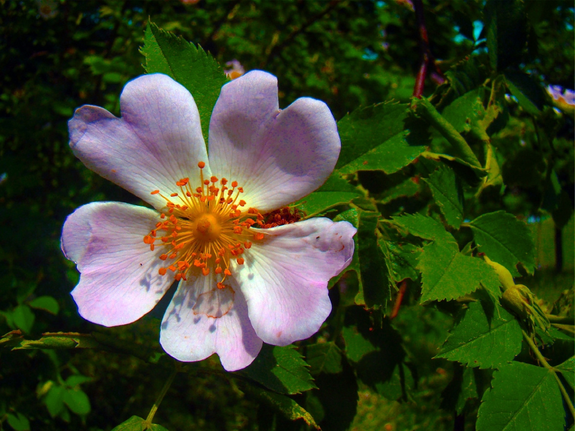 BLÜTE