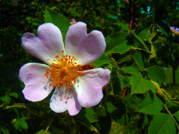 BLÜTE