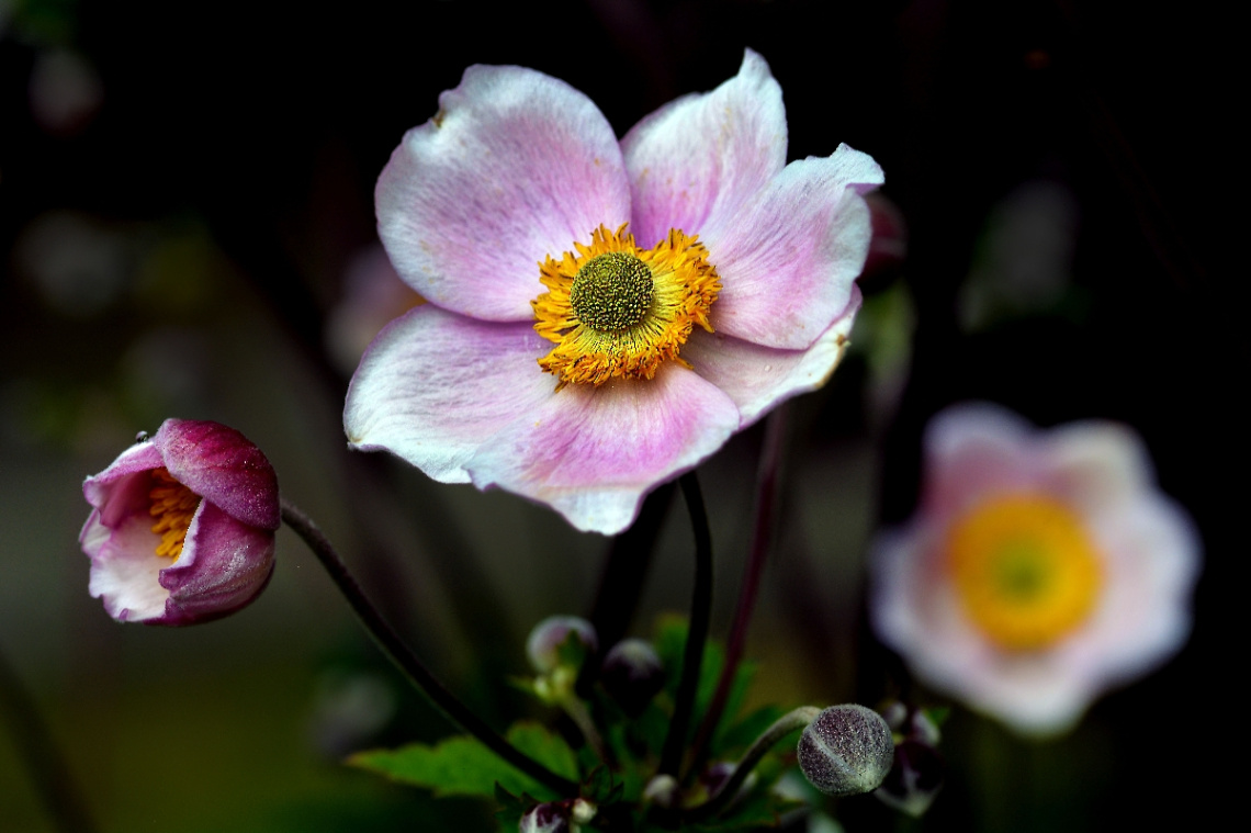 BLÜTEN
