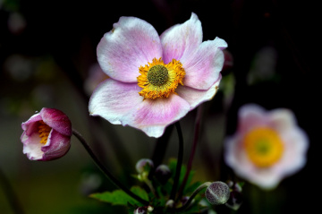 BLÜTEN