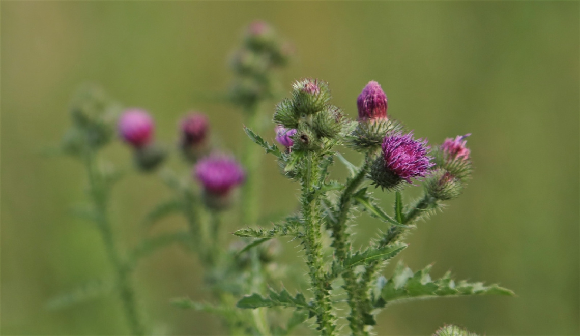 Pink and Green