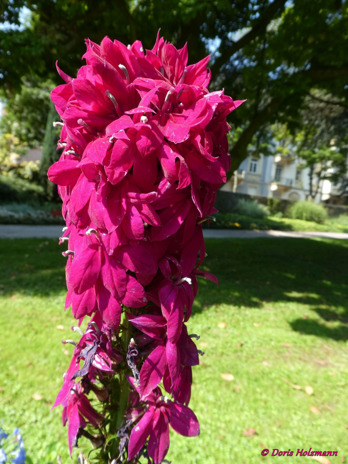 Blüten