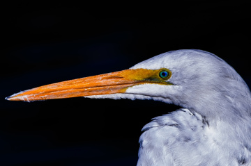 An Egret From Arizona