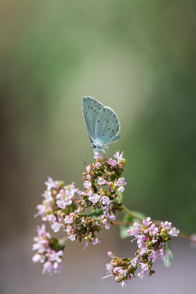 Lycaenidae
