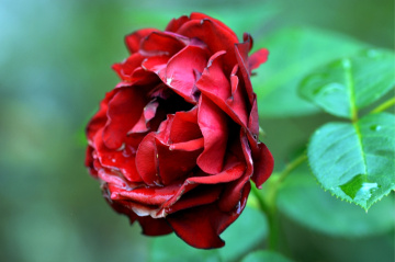 BLÜTE