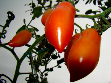 TOMATEN