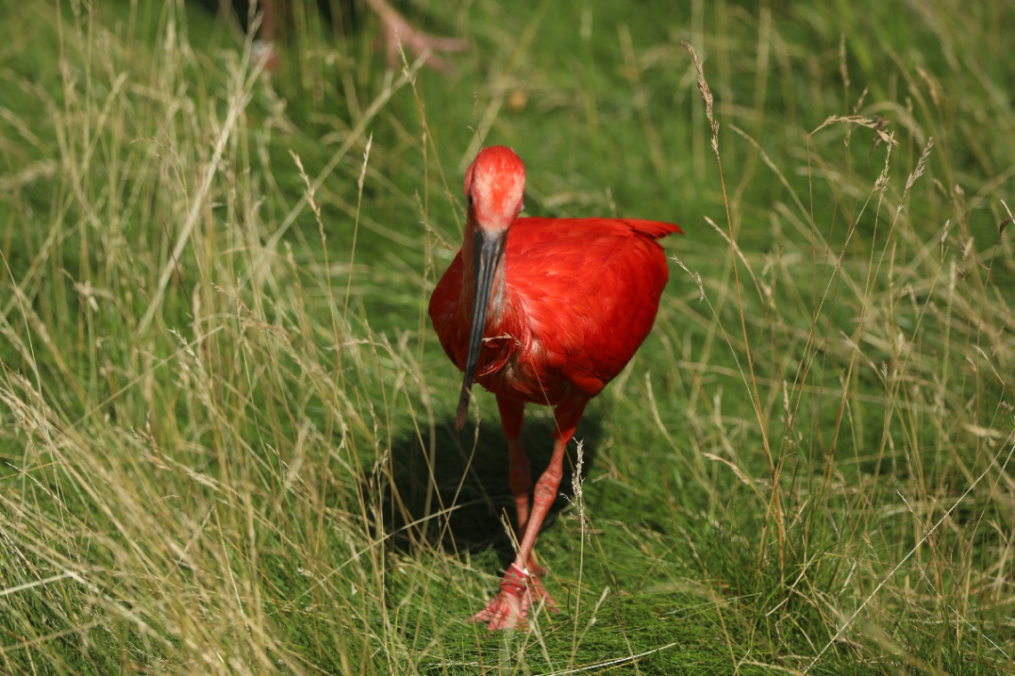 One Red ......