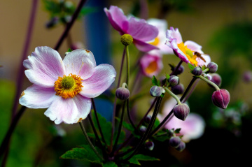 BLÜTEN