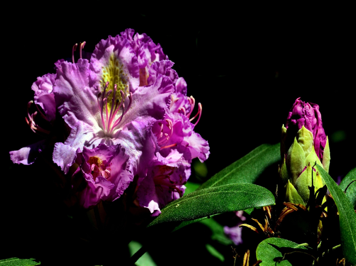 BLÜTEN