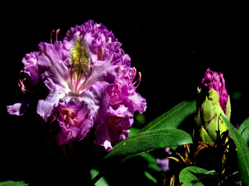 BLÜTEN