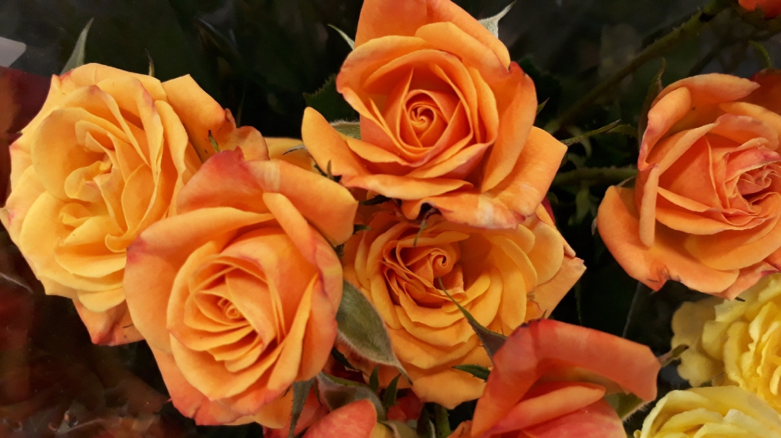 Mini Roses