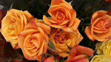 Mini Roses