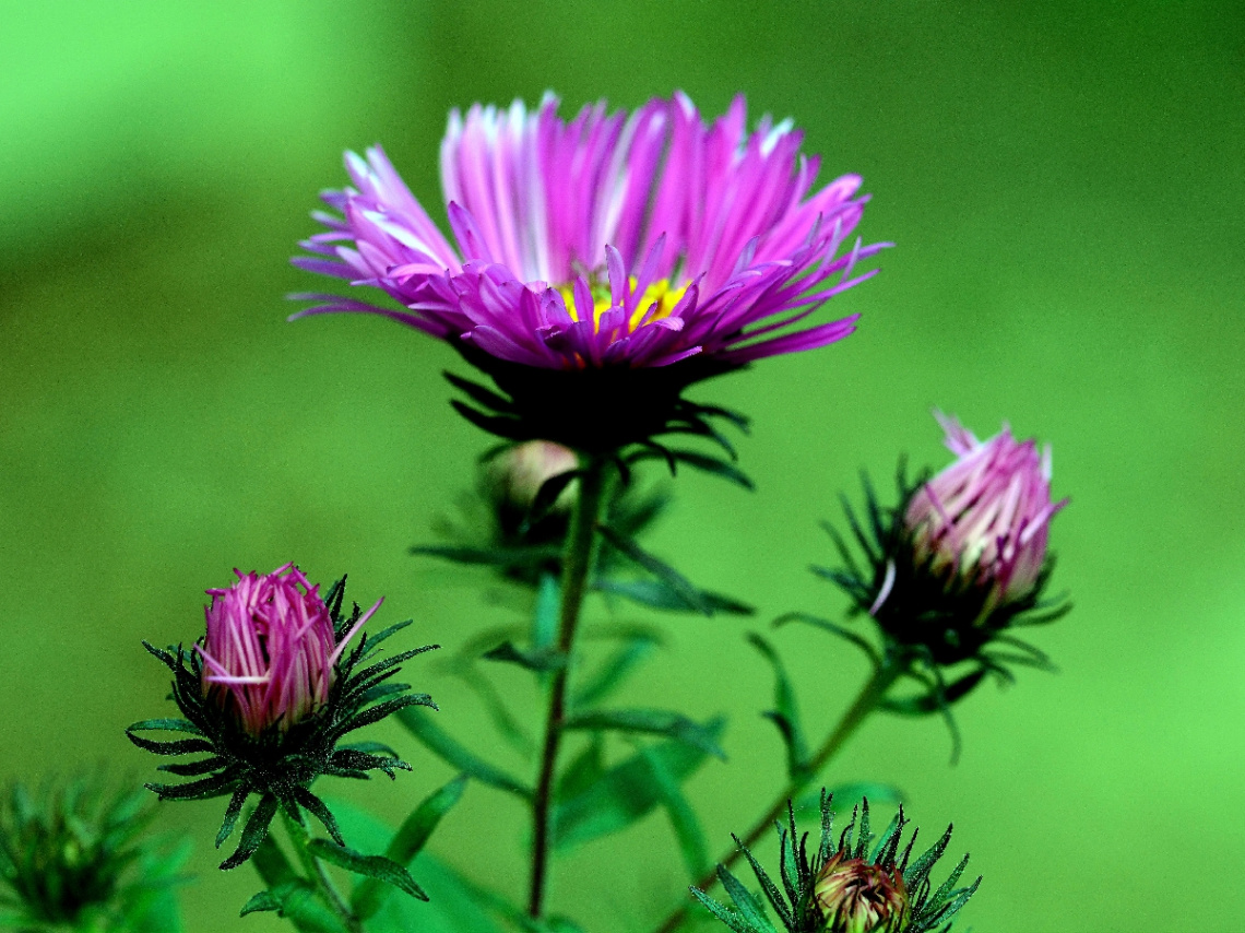 BLÜTEN