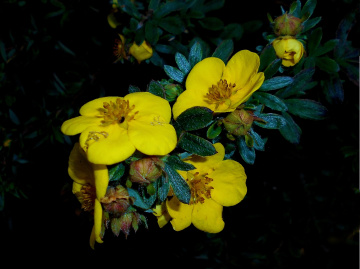 BLÜTEN