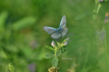 kelebek 