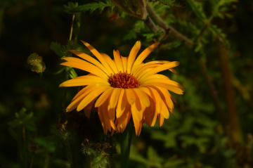 BLÜTE