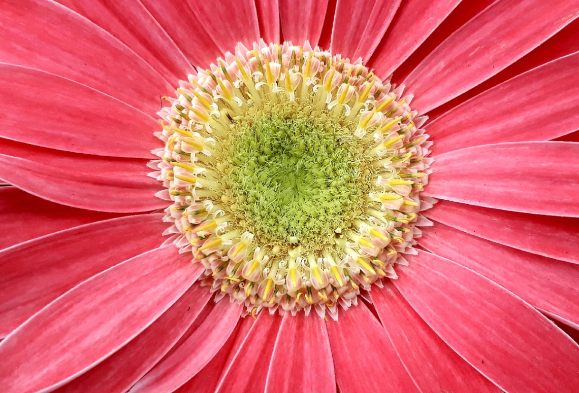 Macro