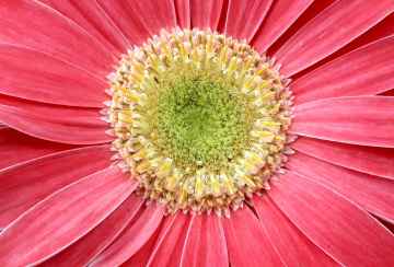 Macro