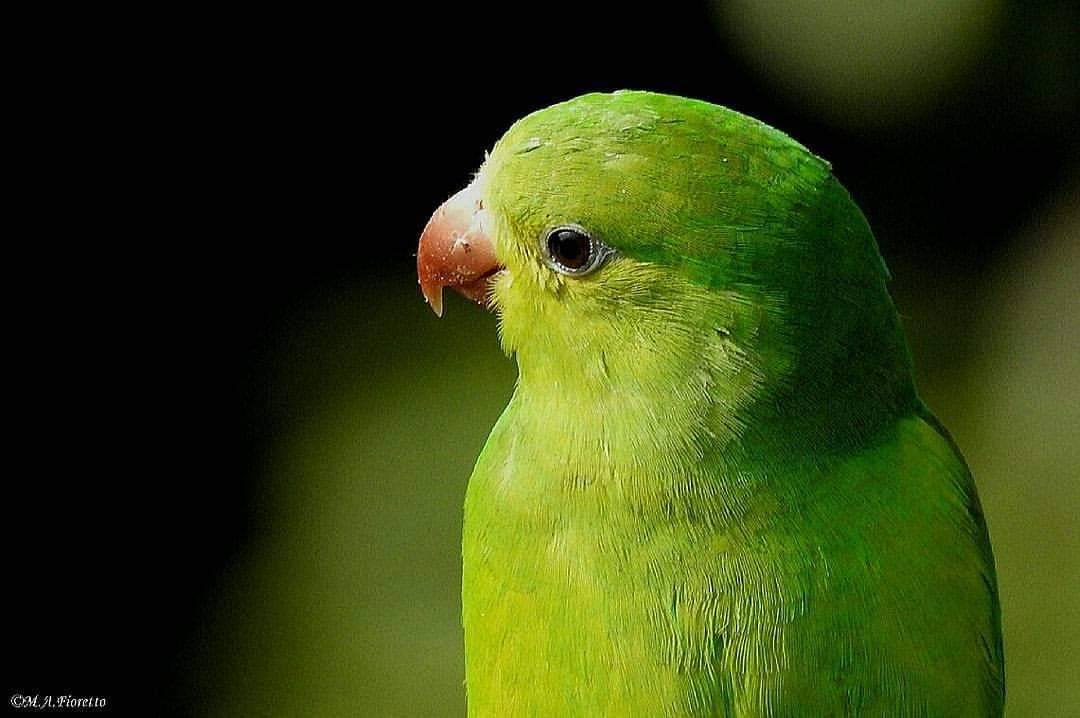 Periquito