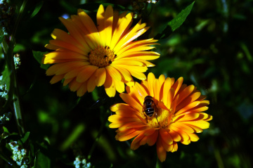 BLÜTEN