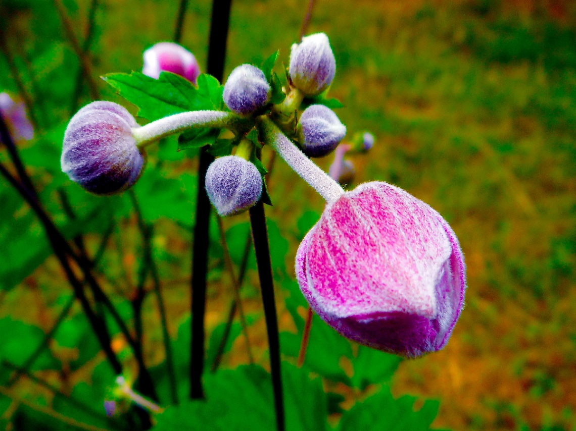 KNOSPEN